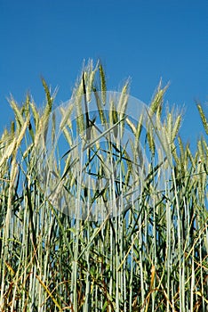 A field of barley.