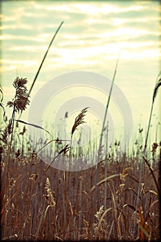 Field of barley