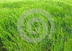 Field of barley