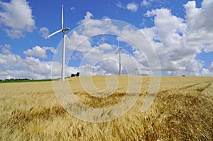 In field of barley