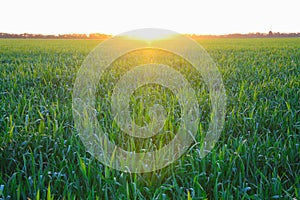 Field of barley