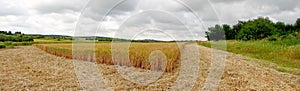 Field of Barley