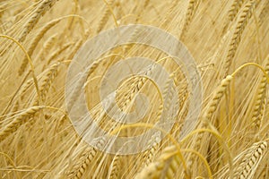 Field of Barley