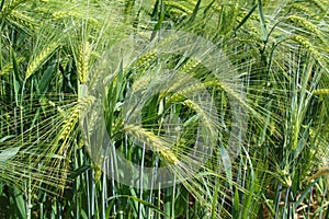 Field of barley with barley ears