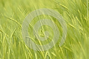 Field of barley, close-up, very shallow depth of field