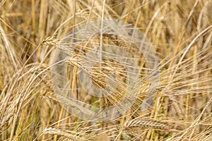 Field of barley ears
