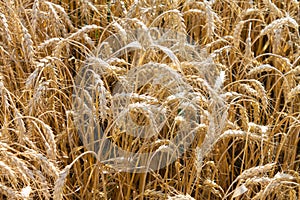 Field of barley, grain. golden ears of barley, closeup Wheat. The concept of agricultural production