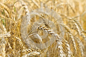 Field of barley, grain. golden ears of barley, closeup Wheat. The concept of agricultural production