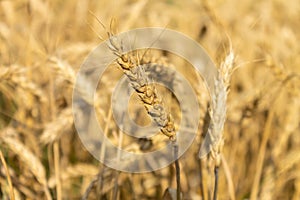 Field of barley, grain. golden ears of barley, closeup Wheat. The concept of agricultural production