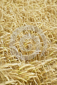 Field of Barley (Hordeum vulgare).