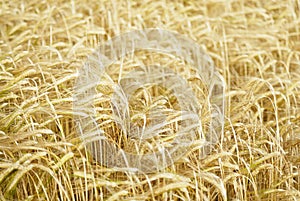 Field of Barley (Hordeum vulgare).