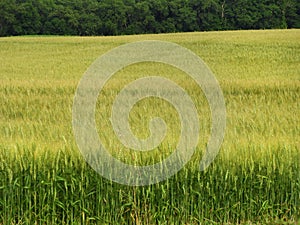 Field of Barley for livestock fodder or craft beer industry