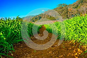 A field of barley seedlings on high mountain in Samoeng District of Chiang Mai Province