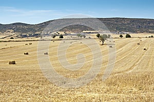 Field of barley stubble