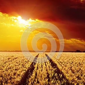 Field of barley and sunset