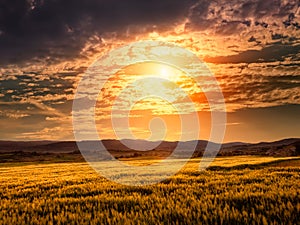 Field of barley at sunset