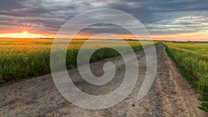 Field of barley at sunset