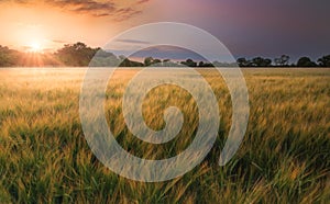 Field Of Barley at Sunset photo