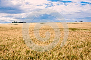 Field on barley under stom sky