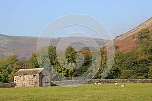 Field barn or cowhouse, meadow, sheep, Swaledale
