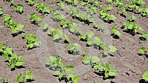 Field of beans. Green young leaves growing in rows.