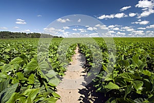 Field of beans on a sunny day