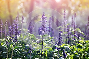 Field of beautiful blooming lavenders, Lavenders garden