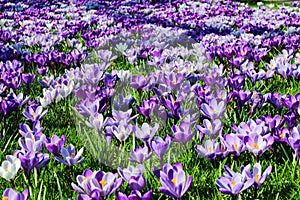 Field with beautiful blooming lila and pink crocuses photo