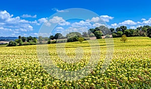 Field of beautiful blooming sunflowers. Rural landscapes of Tuscany.