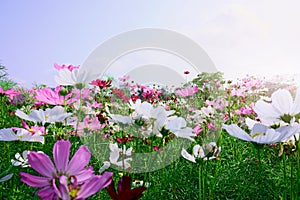 Field of beautiful colorful Cosmos in morning sunshine blue sky background
