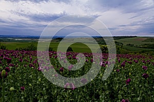 Field with beautiful colorful poppies