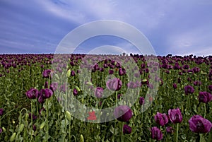 Field with beautiful colorful poppies and blue sky