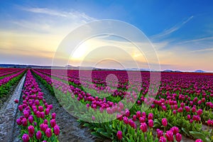 Field of beautiful colorful tulips in Roozengaarde