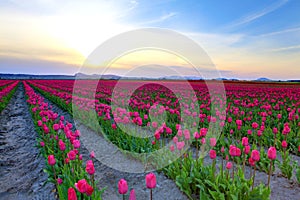 Field of beautiful colorful tulips in Roozengaarde