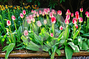 Field of beautiful colorful tulips in Roozengaarde