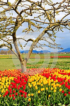 Field of beautiful colorful tulips in Roozengaarde