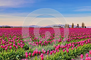 Field of beautiful colorful tulips in Roozengaarde