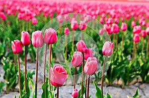 Field of beautiful colorful tulips in Roozengaarde