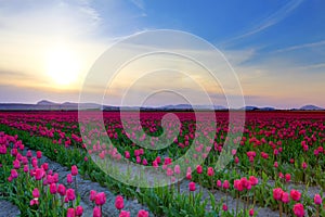 Field of beautiful colorful tulips in Roozengaarde