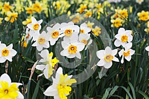 Field of beautiful daffodils