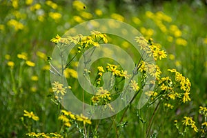 Field of beautiful Dahlberg daisy, meadow with wild flowers and green grass. Yellow blurred bokeh background, seasonal flora