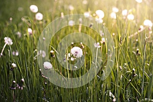 Field of beautiful dandelions in the sunlight