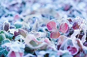 Field of Beautiful Frosted Strawberry Plants