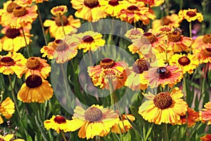 Field beautiful Gaillardia flowers