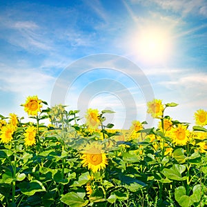 Field of beautiful golden sunflowers and sun on blue sky