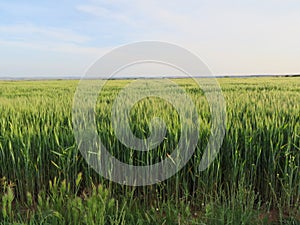 Field beautiful green cereal spikes natural food photo