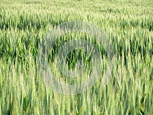 Field beautiful green cereal spikes natural food photo