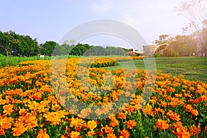 Field of beautiful orange Cosmos, trees in background under morning sunshine blue sky