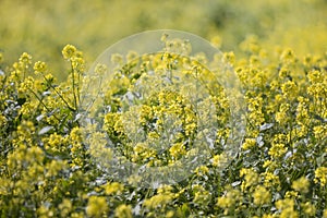 rapaseed (Brassica napus) flower