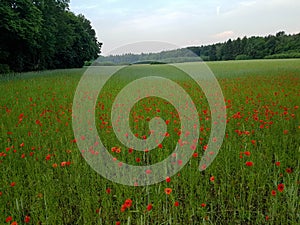 Field of beautiful red poppies